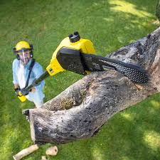 How Our Tree Care Process Works  in  Califon, NJ