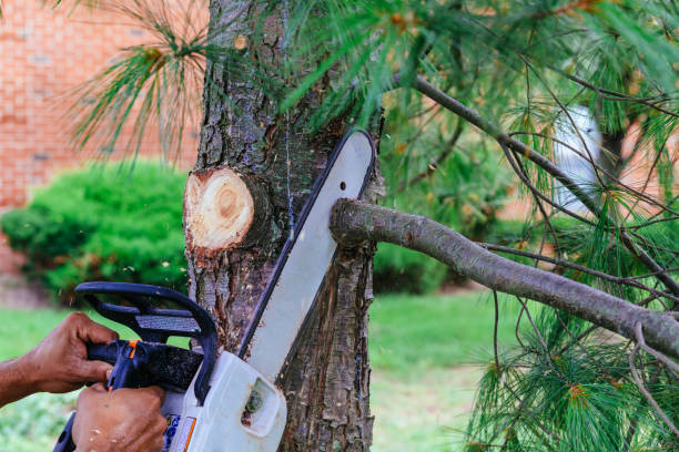 Trusted Califon, NJ Tree Services Experts